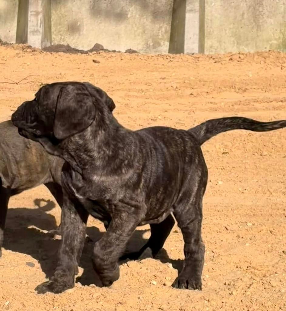 Te koop sociale Cane corso pups met FCI stamboom, Dieren en Toebehoren, Overige rassen, Meerdere, Meerdere dieren, Nederland