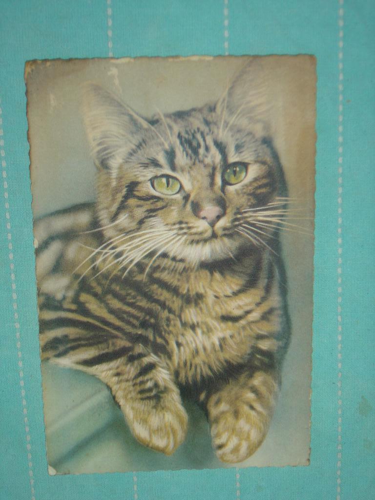 2) kleuren ansichtkaart Poes, Ophalen of Verzenden, 1940 tot 1960, Gelopen, Hond of Kat