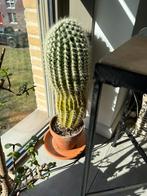 Cactus, Ophalen of Verzenden, Volle zon, Knol