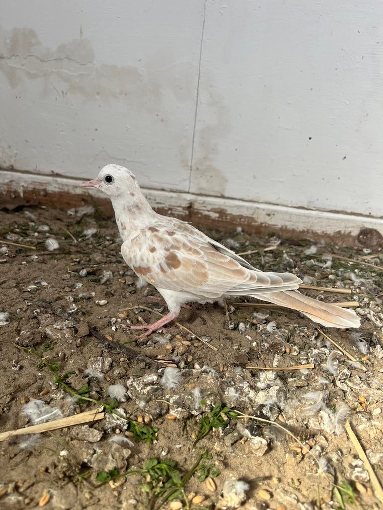 Jonge tortelduiven, Meerdere dieren