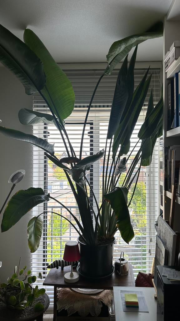 Strelitzia  Paradijsvogelplant, Huis en Inrichting, Kamerplanten, Ophalen, Halfschaduw, 150 tot 200 cm