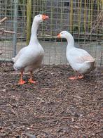 Mooi koppel witte ganzen, Meerdere dieren, Gans of Zwaan