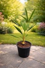 Trachycarpus Fortunei palmboompjes - 5 jaar oud, NL gekweekt, Tuin en Terras, Planten | Tuinplanten, Overige soorten, Vaste plant
