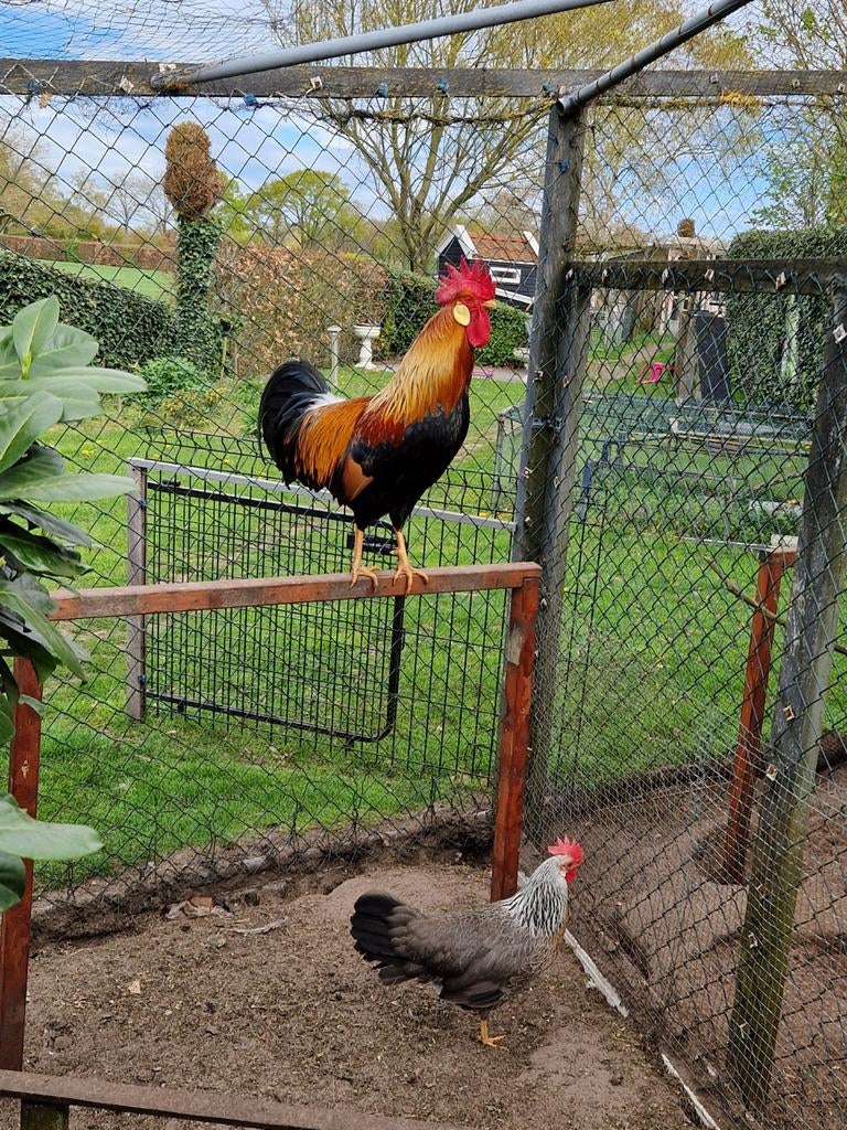 Broedeieren ziverpatrijs  groot, Dieren en Toebehoren, Pluimvee, Geslacht onbekend, Kip