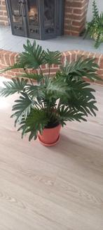 Kunstplant ziet er nog heel mooi uit 70cm hoog, Ophalen, Overige soorten, Volle zon