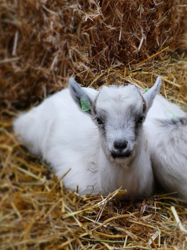 2 landgeit bokjes, Dieren en Toebehoren, Schapen, Geiten en Varkens