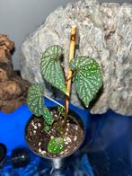 Begonia SP Kalimantan, Ophalen of Verzenden, Halfschaduw, Minder dan 100 cm