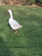 Witte boeren gans, Dieren en Toebehoren, Pluimvee, Mannelijk, Gans of Zwaan