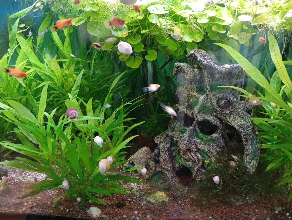 Appelslakken, Slak of Weekdier, Zoetwatervis