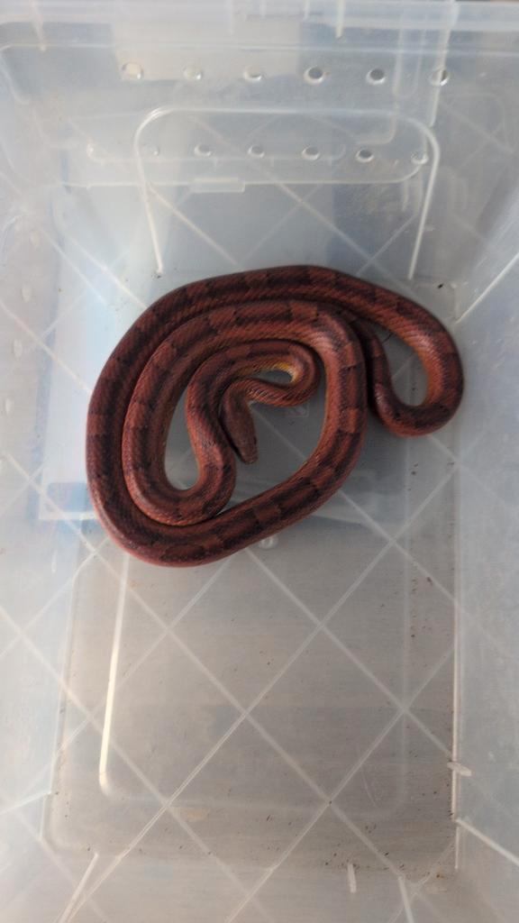 Rattenslang Rat Snake - unknown for sale from Megalania Exotics