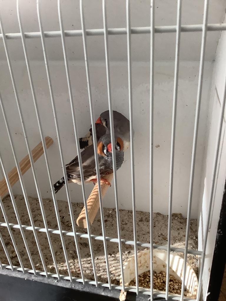 Zebravinken charcoal, Dieren en Toebehoren, Vogels | Overige Vogels, Meerdere dieren