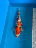 Showa, Dieren en Toebehoren, Vissen | Vijvervissen, Karper of Koi