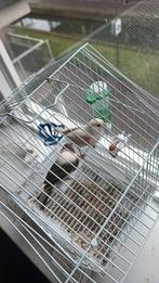 kanarieman en kanarievrouw, Dieren en Toebehoren, Meerdere dieren