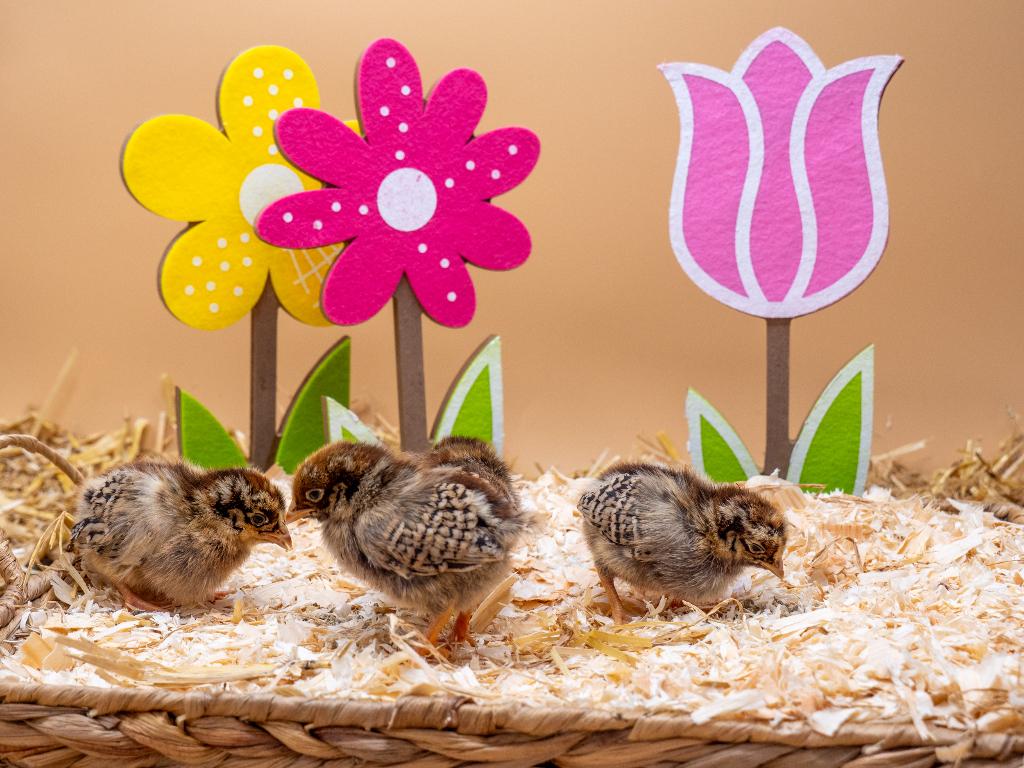 Barnevelder kriel kuikens bruin gezoomd gesekst & ingeënt, Vrouwelijk, Kip