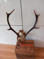 Oud gewei, in erg mooie staat, Verzamelen, Ophalen of Verzenden, Gebruikt, Hert, Gewei of Kop