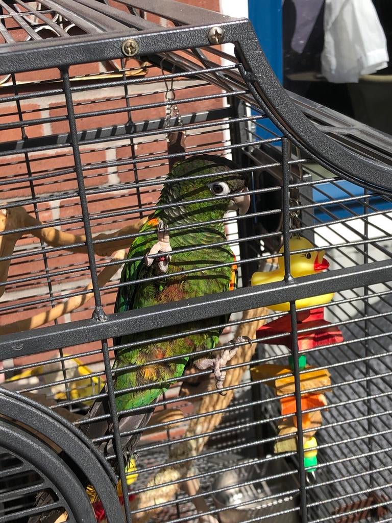 Parkiet pyrrhura, Dieren en Toebehoren, Vogels | Parkieten en Papegaaien, Mannelijk, Parkiet