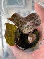 Terrariumplant Piper Crotatum, Ophalen of Verzenden, Halfschaduw, Minder dan 100 cm