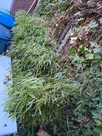 Bamboe haagje GRATIS, Ophalen, Bloeit niet, Overige soorten, Halfschaduw