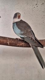 Walesparkiet blauw pop, Vrouwelijk, Parkiet, Geringd