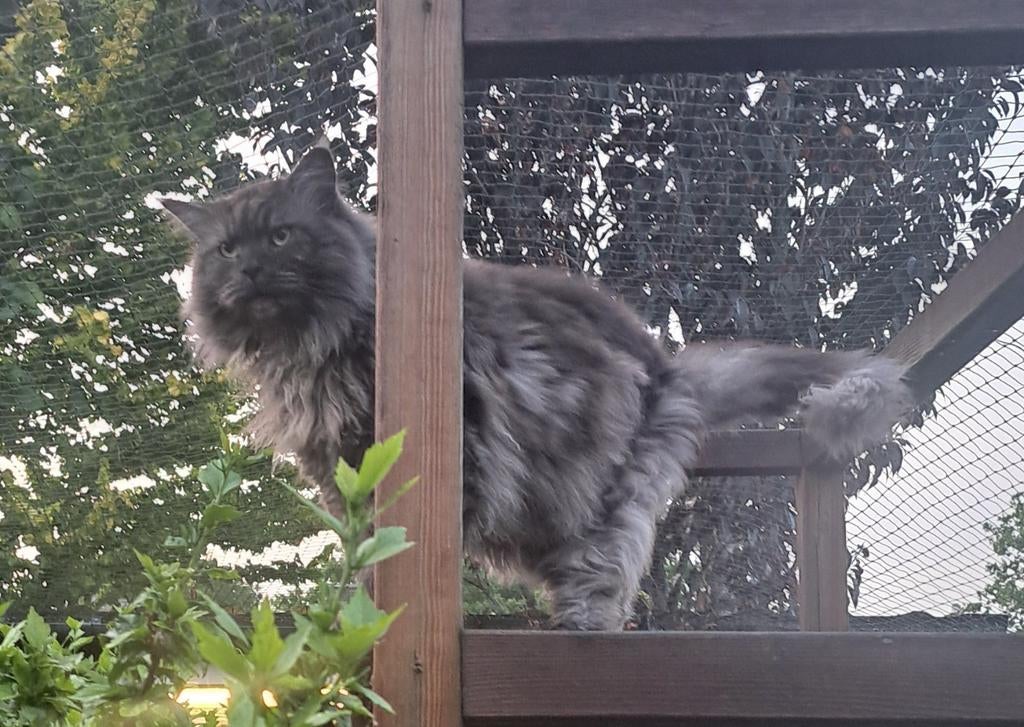 Maine coon kater 6 jaar, Kater, Met stamboom