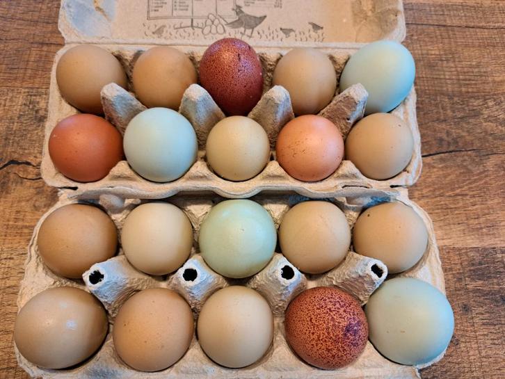 Broedeieren kleurleggers, Dieren en Toebehoren, Pluimvee, Kip, Geslacht onbekend