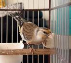 Grijze bastaard putter man, Dieren en Toebehoren, Mannelijk, Bastaard