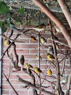 Te koop bastaard Zwartkopsijs x Harlekijn kanarie, Dieren en Toebehoren, Vogels | Overige Vogels, Mannelijk, Wildzangvogel, Geringd