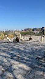 Loopeend broedeieren, Dieren en Toebehoren, Geslacht onbekend, Eend