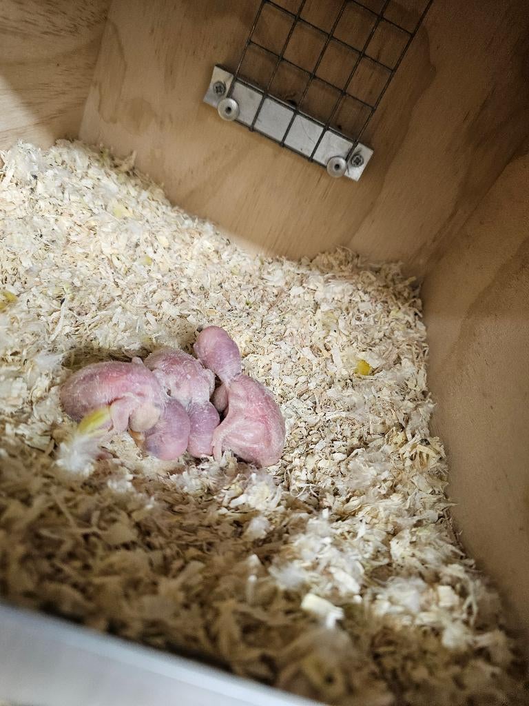 Grote Alexanderparkieten, Dieren en Toebehoren, Meerdere dieren, Parkiet, Geringd