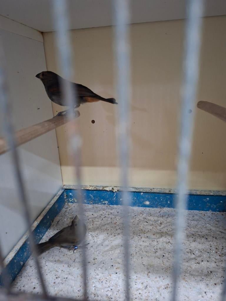 Koppel Antilliaanse goudvink, Dieren en Toebehoren, Vogels | Overige Vogels, Meerdere dieren