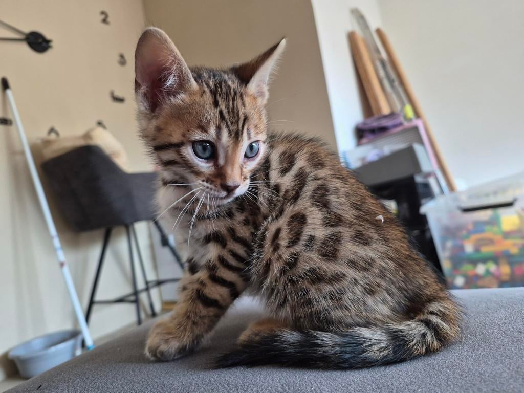 Bengaalse kittens mogen verhuizen..., Meerdere dieren, Ontwormd