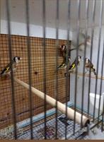 te koop bloem putters van 2025 prijs 200 euro per koppel, Meerdere dieren, Wildzangvogel