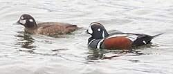 Harlekijneenden, Dieren en Toebehoren, Pluimvee, Meerdere dieren, Eend