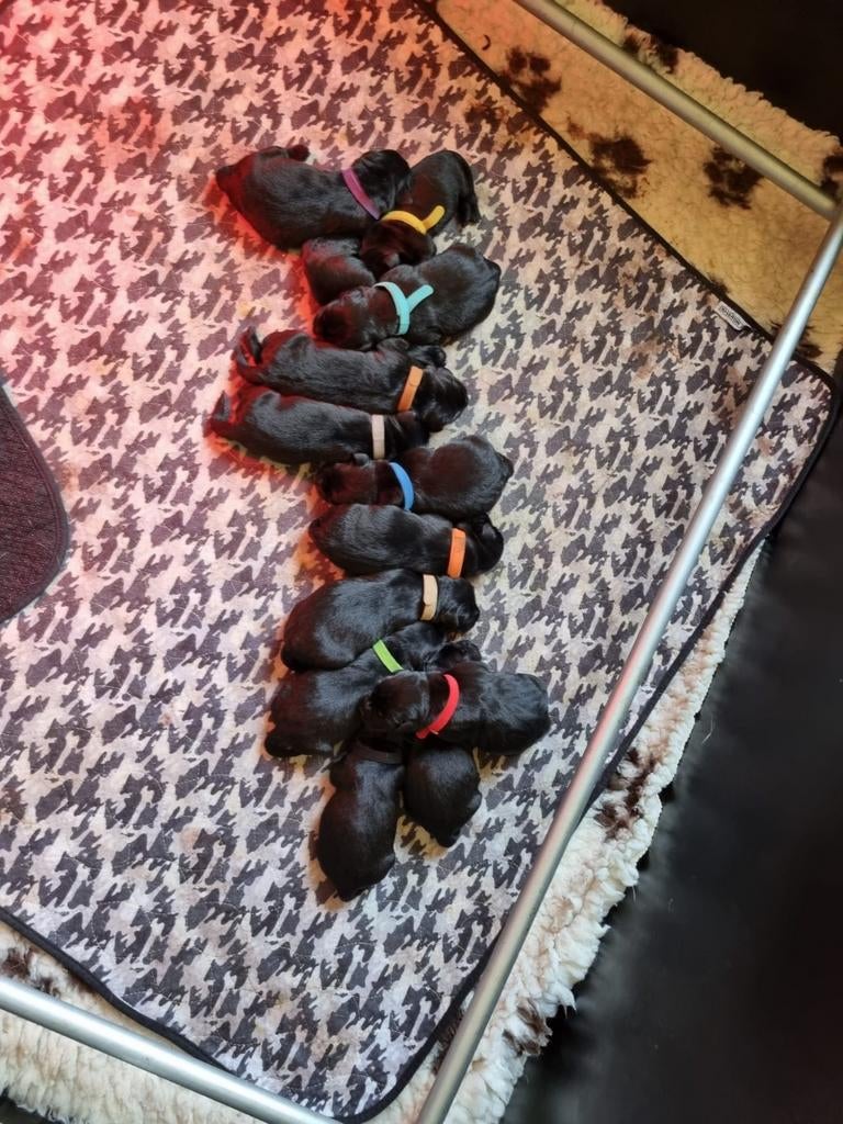 Prachtige zwarte labrador pups met stamboom, Parvo, 8 tot 15 weken, Labrador retriever, Meerdere