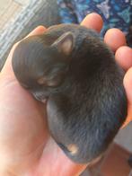 Prachtige chihuahua pups, Dieren en Toebehoren, Parvo, 8 tot 15 weken, Meerdere, Meerdere dieren