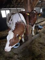 Roodbonte drachtige vaars, Vrouwelijk