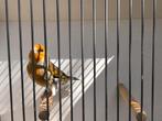 Putter x kanarie 2025, Dieren en Toebehoren, Mannelijk, Wildzangvogel, Geringd