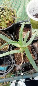 Aloe Arborescens plant, Vetplant, Ophalen of Verzenden, Minder dan 100 cm, Bloeiende kamerplant