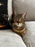 Poes 10 maanden, Dieren en Toebehoren, Katten en Kittens | Raskatten | Korthaar, Poes, Ontwormd, 0 tot 2 jaar