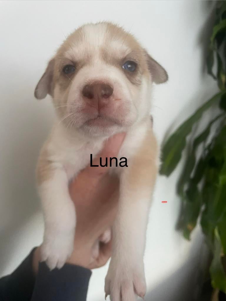 Kruizing husky pups zoeken een warm thuis, Dieren en Toebehoren, Parvo, 8 tot 15 weken, Groot, Meerdere