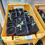 Grote tomaten te koop, Ophalen, Groenteplanten, Eenjarig, Halfschaduw