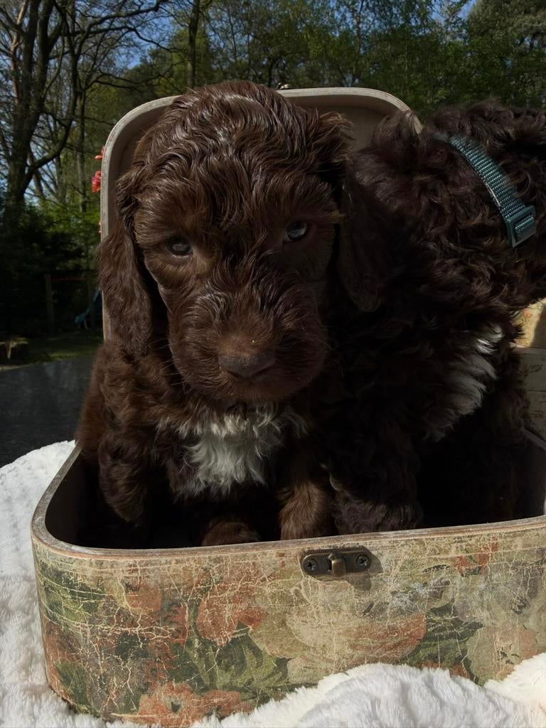 Geweldige bruine medium Australian Labradoodle pups geboren, Parvo, Overige rassen, 8 tot 15 weken, Meerdere