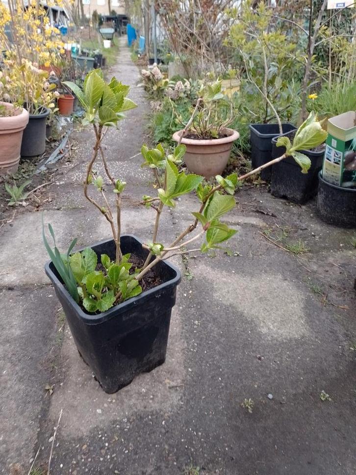 Hortensia's in diverse kleuren - ca. 30 stuks in pot, Tuin en Terras, Planten | Tuinplanten, Vaste plant, Overige soorten, Halfschaduw