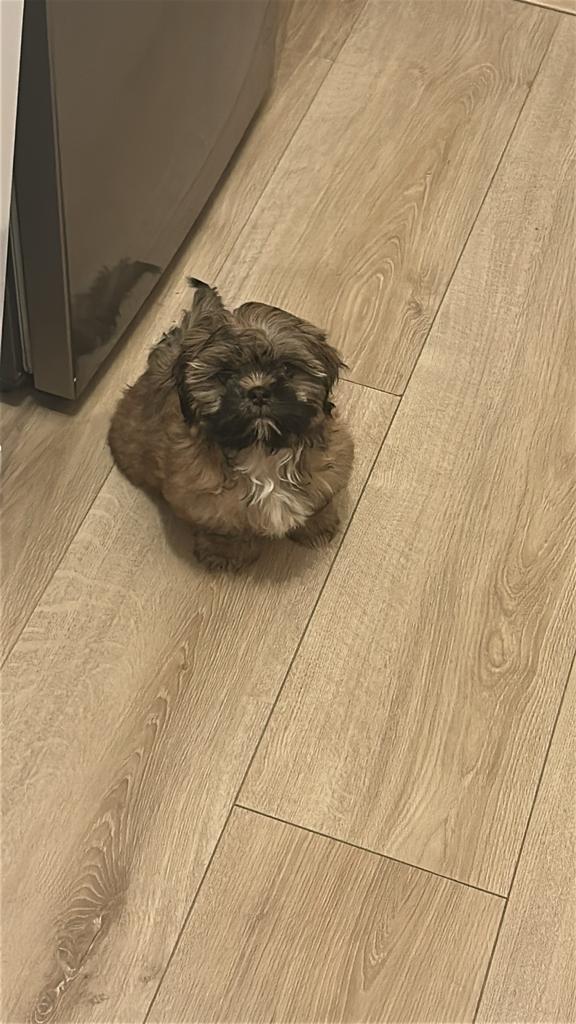 Shih tzu pup, Dieren en Toebehoren, Honden | Chihuahua's en Gezelschapshonden, 15 weken tot 1 jaar, Parvo, Eén hond, Nederland