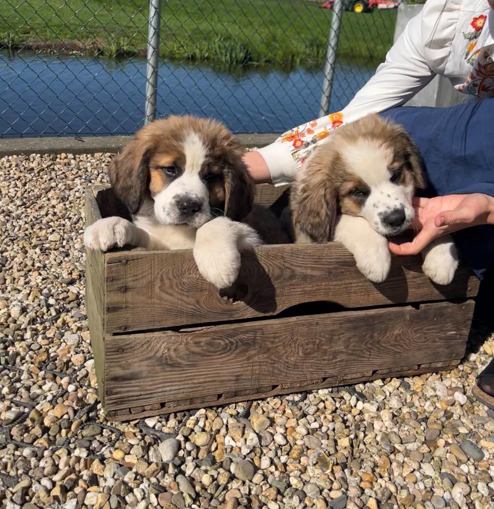 Mooie kruising Berner Sennen X Sint-Bernard pups, 8 tot 15 weken, Groot, Meerdere, Meerdere dieren