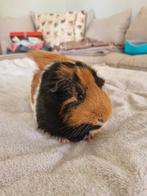 Prachtige cavia, beertje, Dieren en Toebehoren, Knaagdieren, November, Mannelijk, Cavia