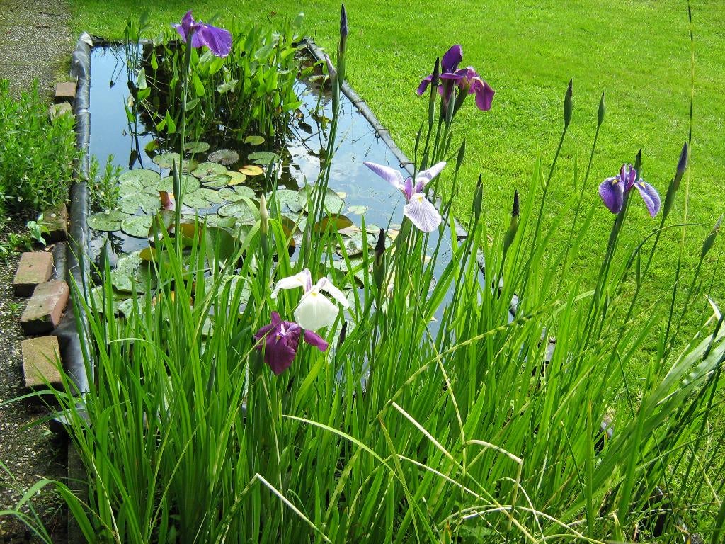 Bij uw vijverplanten kikkerbeet gratis! Hoornblad gratis!, Ophalen, Nieuw