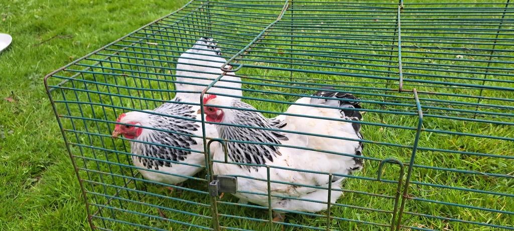 Wyandotte columbia krielhennen, Dieren en Toebehoren, Mannelijk, Kip