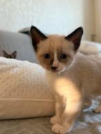 3 katers te koop, Kater