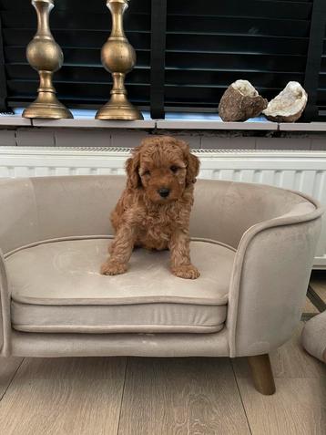 Toy x dwerg poedel pups reutjes abrikoos beschikbaar voor biedingen